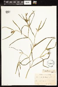 Potamogeton zosteriformis image