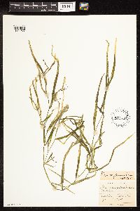 Potamogeton zosteriformis image