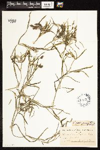 Potamogeton zosteriformis image