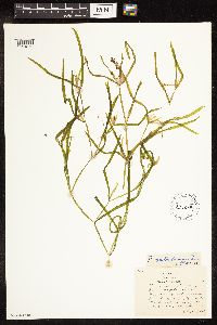 Potamogeton zosteriformis image
