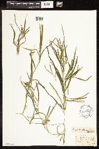 Potamogeton zosteriformis image