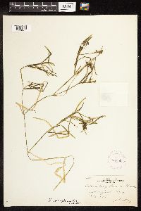 Potamogeton zosteriformis image