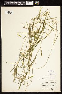 Potamogeton zosteriformis image