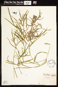 Potamogeton zosteriformis image