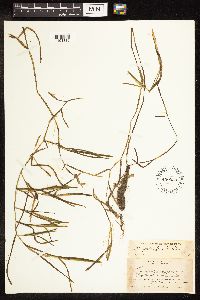 Potamogeton zosteriformis image
