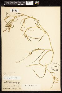 Potamogeton zosteriformis image