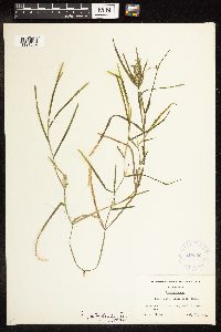 Potamogeton zosteriformis image