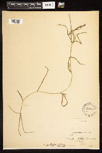 Potamogeton zosteriformis image