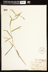 Potamogeton zosteriformis image