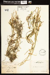 Potamogeton zosteriformis image