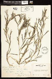 Potamogeton zosteriformis image