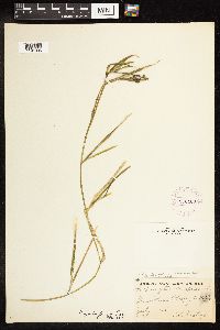 Potamogeton zosteriformis image