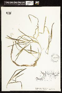 Potamogeton zosteriformis image