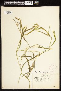 Potamogeton zosteriformis image