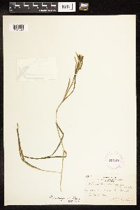 Potamogeton zosteriformis image