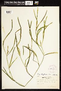 Potamogeton zosteriformis image