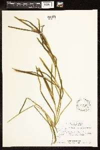 Potamogeton zosteriformis image