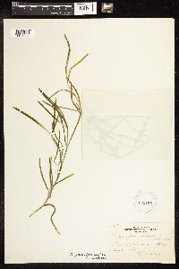 Potamogeton zosteriformis image