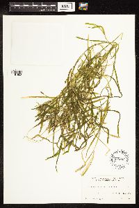 Potamogeton zosteriformis image