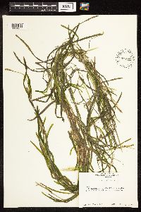 Potamogeton zosteriformis image