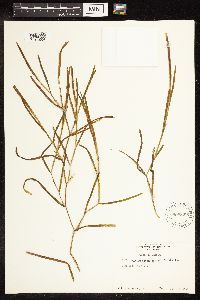 Potamogeton zosteriformis image