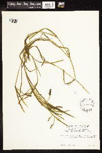 Potamogeton zosteriformis image