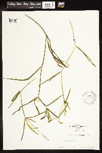 Potamogeton zosteriformis image