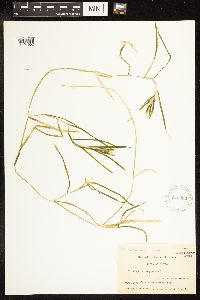 Potamogeton zosteriformis image