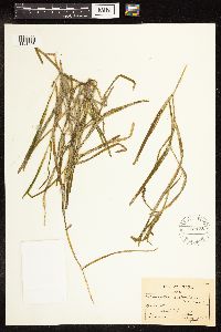 Potamogeton zosteriformis image