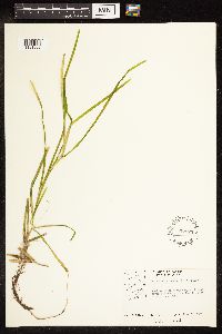 Potamogeton zosteriformis image