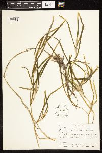 Potamogeton zosteriformis image