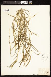 Potamogeton zosteriformis image