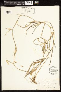 Potamogeton zosteriformis image