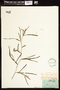 Potamogeton zosteriformis image