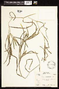 Potamogeton zosteriformis image