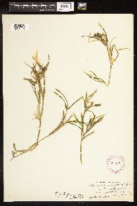 Potamogeton zosteriformis image