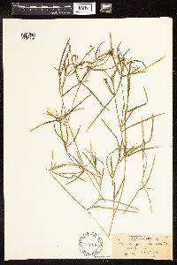 Potamogeton zosteriformis image