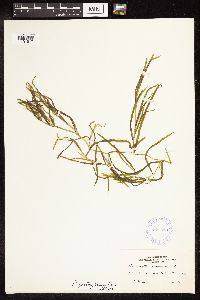 Potamogeton zosteriformis image