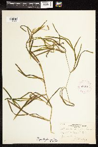 Potamogeton zosteriformis image