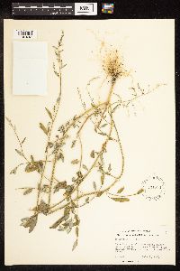 Chenopodium album image