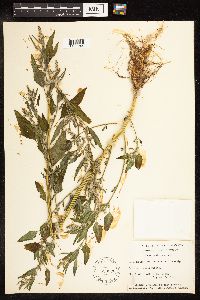 Chenopodium album image