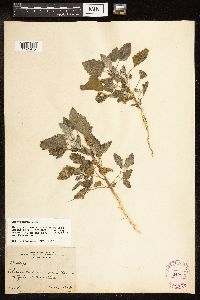 Chenopodium album image