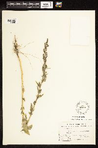 Chenopodium album image