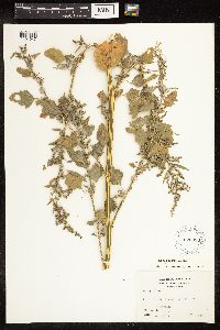 Chenopodium album image