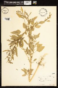Chenopodium album image
