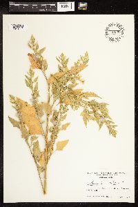 Chenopodium album image