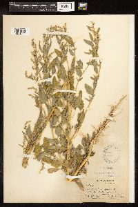 Chenopodium album image