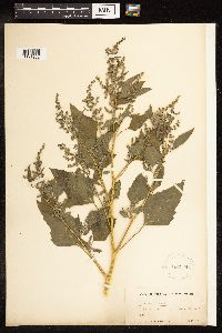 Chenopodium album image