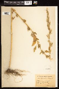 Chenopodium album image