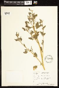 Chenopodium album image